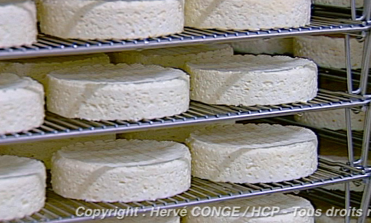 La fabrication industrielle d'un fromage à pâte molle - extrait - gryphea.com